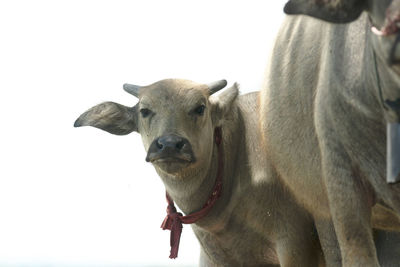 Portrait of cow standing against white background