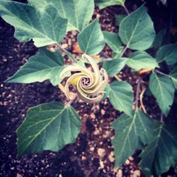 Close-up of rose blooming outdoors