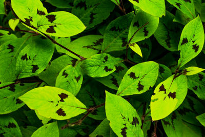 Full frame shot of leaves