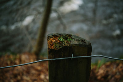 Close-up of rusty metal fence