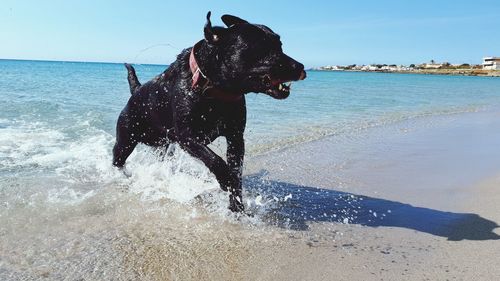 Dog running on beach