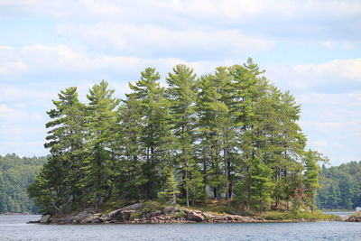 Tree by plants in forest against sky