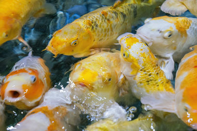Colorful koi carp in the water close-up in the blur