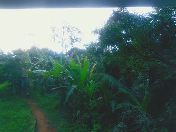 Scenic view of green landscape