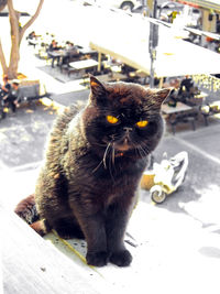 Portrait of cat sitting outdoors