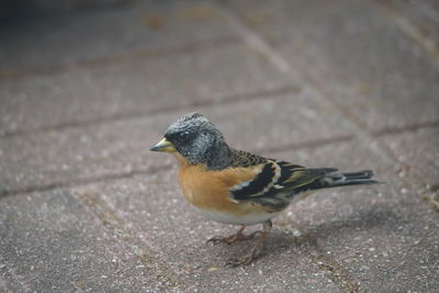 High angle view of a bird