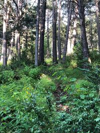 Trees growing in forest