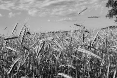 High angle view of stalks in field against cloudy sky