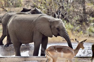 Side view of elephant