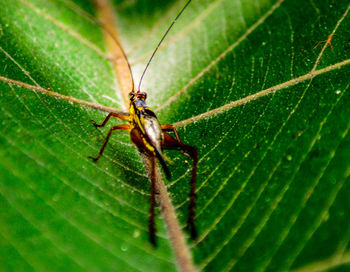 Close-up of insect on leaf