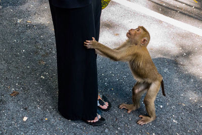 Monkey standing on road