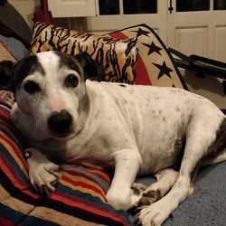 Portrait of dog resting on bed at home