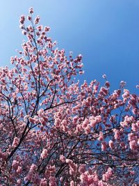 Low angle view of apple blossoms in spring