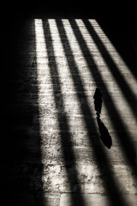 High angle view of silhouette person walking on street