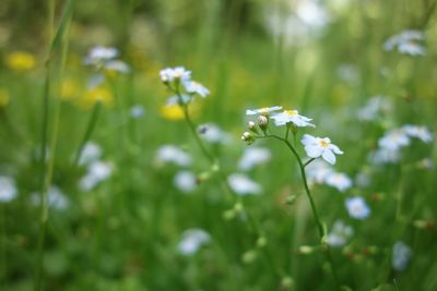 Close-up of white flowering plant