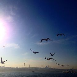 Bird flying over sea