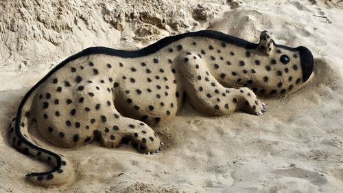 High angle view of animal sleeping on sand