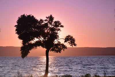 Silhouette tree against sea during sunset