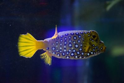 Close-up of fish swimming in sea