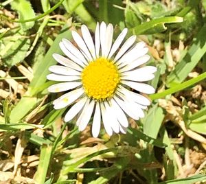 Close-up of white and yellow flowering plants