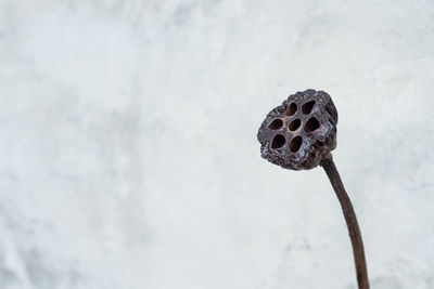 Old lotus on a gray background