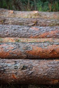 Close-up of tree trunk