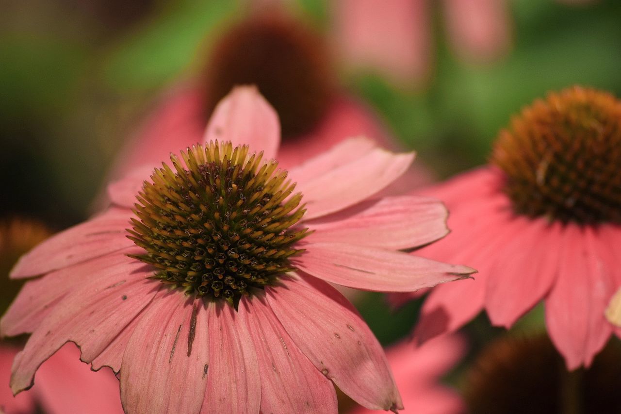 CLOSE-UP OF GERBERA DAISY