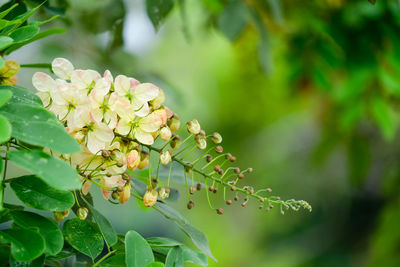 Close-up of flowering plant against tree