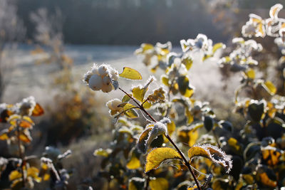 Close-up of yellow flowering plant