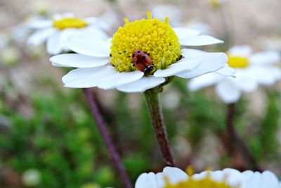 Close-up of insect on white flower