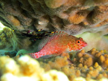 Close-up of fish swimming in sea