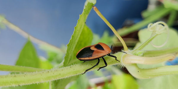 Close-up of insect on flower