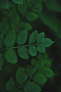 Full frame shot of green leaves