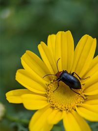 Close-up of insect on yellow flower