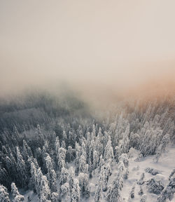 High angle view of trees in forest during winter