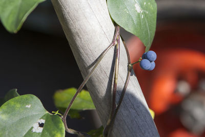 Close-up of fruit on plant