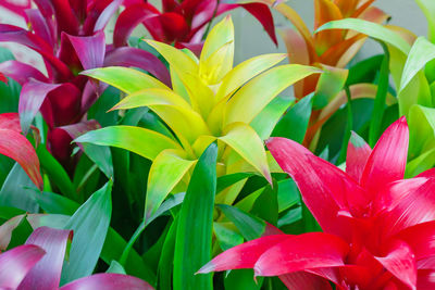 Colorful blooming bromelia flowers. floral background