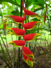 Close-up of red leaves