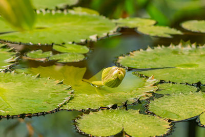 Lily pond in tropical garden, close up of bud of water lily
