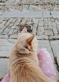 Woman in pink dress petting ginger cat in lap, outdoors, street, town.