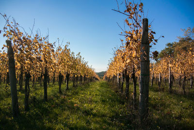 Trees on field against clear sky