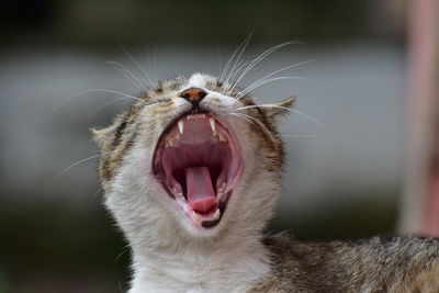 Close-up of cat yawning