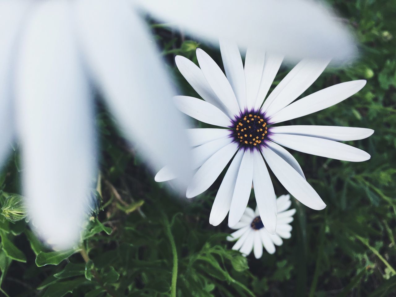 flower, petal, flower head, freshness, fragility, growth, pollen, beauty in nature, single flower, focus on foreground, blooming, close-up, daisy, white color, nature, plant, field, in bloom, day, no people