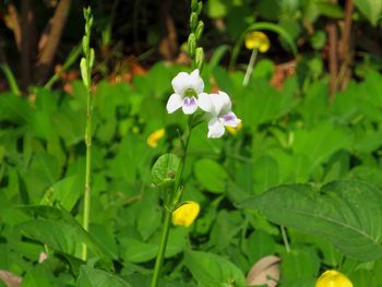 Close-up of flowers blooming outdoors