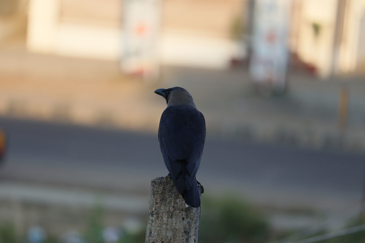 VIEW OF BIRD PERCHING ON WOODEN POST