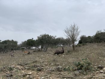 View of horse on field