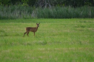 Side view of deer on field