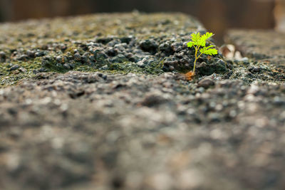 Close-up of plant growing on ground