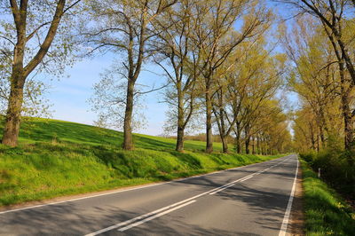 Empty road along trees and plants