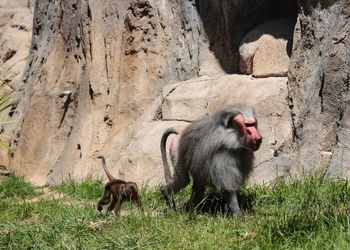 Monkeys in a zoo